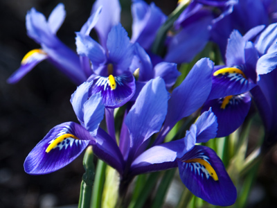 I`ve stopped counting the number of days until spring.