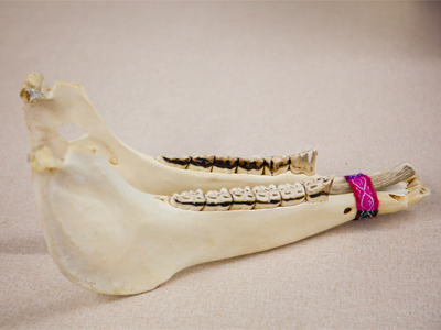 The jawbone of a burro makes a good rhythm instrument.