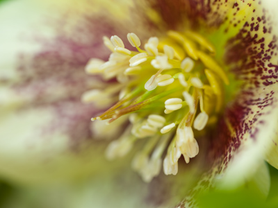 Ready for bees.  [I saw a butterfly yesterday, by the way.]