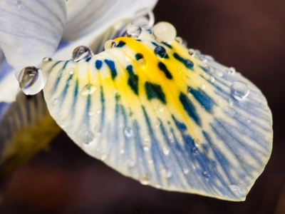 Dwarf iris `Katherine Hodgkin.`