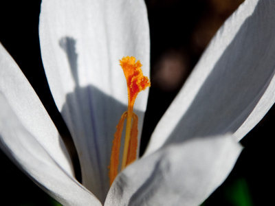 Today we turned the corner on winter, never to look back.  The squirrels knew it, the birds flew it, the flowers grew it.
