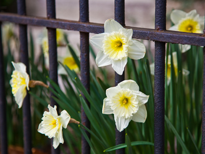 Who will buy this wonderful morning?  OLIVER!