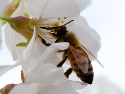 I`m good at tiny.  Don`t ask me to photograph a mountain.