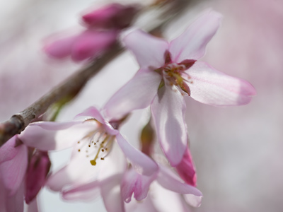 What the honeybee saw.