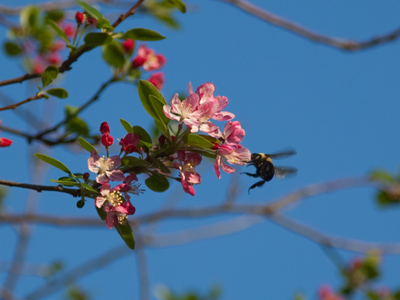 Somewhere, there`s a large hive with many of these bees.  I much prefer to encounter them on an individual basis.