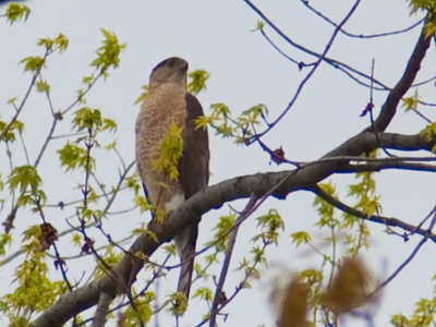 Today I was honored to discover that the Oregon District hawks have nested in a tree directly in front of my house.