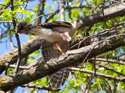 Still gathering twigs for the nest.