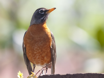 Male robins continue to grow red feathers as they age, while females do not.