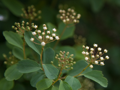 Small springtime scene No. 4,237.