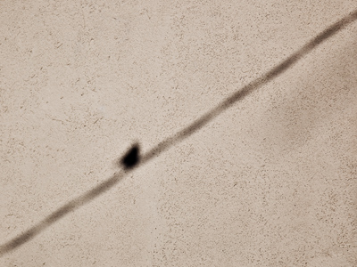 What bird?  What wire?