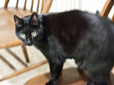 Great, now my winter coat smells like cat.