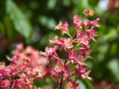 These blossoms should be crawling with bees.  No bees.