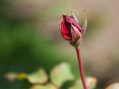 I`m so glad to see you, Mrs. Rosenblum.