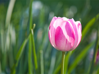 Sunset at Smith Garden.