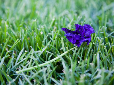 It died much too soon.  Please, do not send flowers.