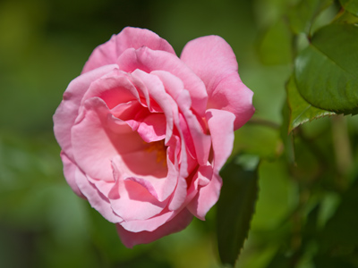 Taken from two feet away with my big ol` lens.