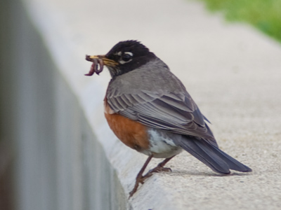 Uh, no thanks, I`m vegan.