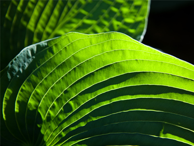 This plant . . . it`s eating sunlight.