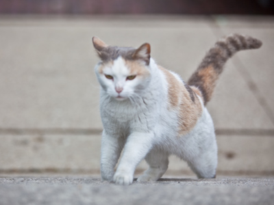 Unfortunately, there are lots of these in the neighborhood.