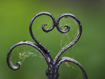 I wasn`t about to clean someone else`s fence, but it would`ve been a better picture if I had.