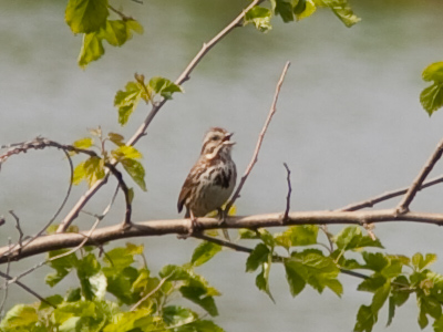 `How can I keep from singing?`