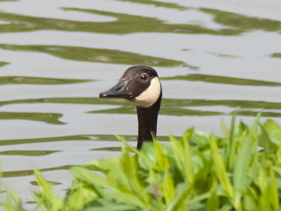 `Who is doing all that singing?`