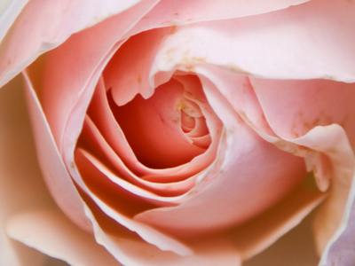I kind of understand how earth, water and sunlight become the rose itself, but where does the fragrance come from?