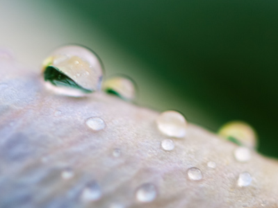 One raindrop on a rose petal refracting other raindrops.