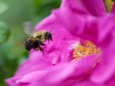 There were lots of other photographers in the park, but they were taking pictures of families and prom couples.