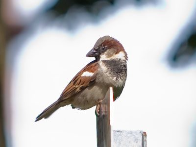 Playground predator.