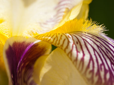 That must tickle the bees.