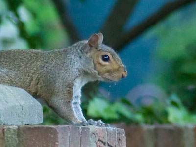 I like walking through the Oregon District on a spring -- What?  No, I don`t have any nuts.