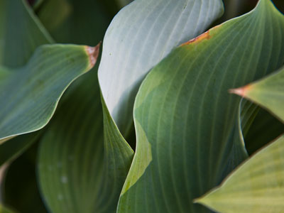 Thinking about Georgia O`Keefe as I pushed the button.