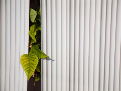 Lots of leaves in today`s pictures.  Get the salad dressing.