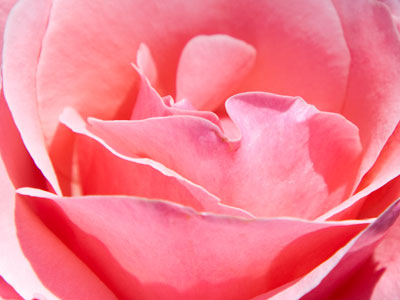 I`m still not tired of taking photos of flowers.