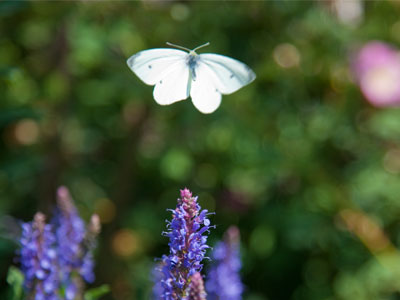 After my photography workshop this morning, I stayed at the park taking pictures.  It was an exceptional spring day.