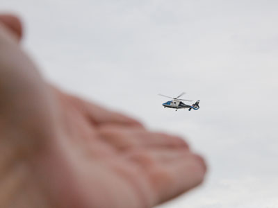 If you`re quiet, they`ll sometimes land right on your hand.