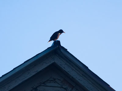 A fairly normal-looking bird.