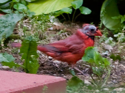 A very abnormal-looking bird.