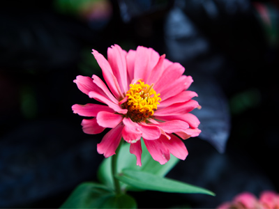 When all else fails, photograph a flower.