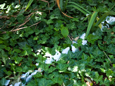 There`s probably trouble ahead for the plants on one side or the other of this line of white paint.