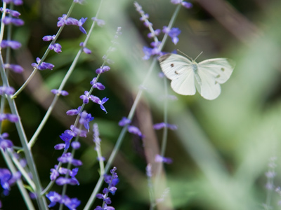 It was peaceful in my neighborhood at lunchtime . . . 