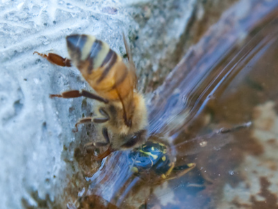 This honeybee hangs tightly onto the edge as it drinks, not wanting to make the same fatal plunge as the hornet that looks up lifelessly from beneath the surface of the water.