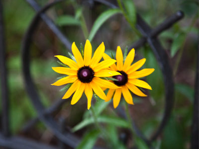 Rule of Thirds?  I don`t need no stinkin` Rule of Thirds.