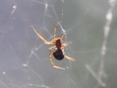 Down came the rain and washed the spider out.