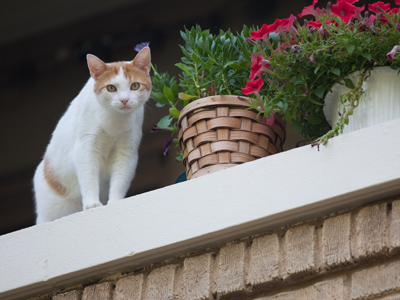 I promised to catch it, but the cat wouldn`t jump.