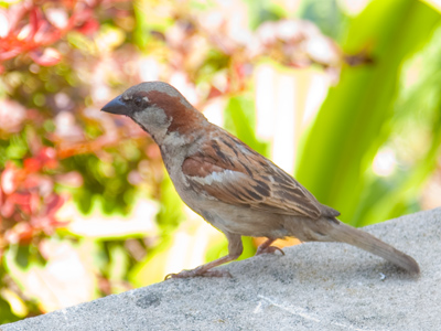 My National Geographic Field Guide to Birds of North America calls the House Sparrow, `common and aggressive.`  In fact, this one asked me for five dollars.