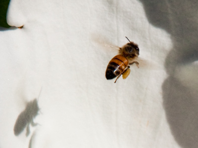 Just bee -- bee -- and my shadow.