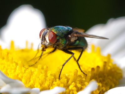 Today`s photos are the result of ten minutes and over 100 pictures taken amid the sunlit daisies in my backyard.