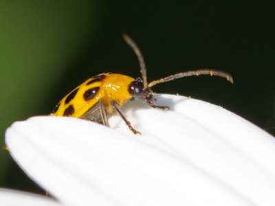 Which one of the beetles was your favorite?